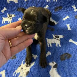 Girl 1 - female Boxer puppy in Custer, South Dakota from Tracy's Boxers