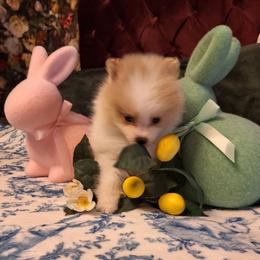 Wally - Cream parti male Pomeranian puppy in Tampa, St Petersburg, Florida from Diana's Pomeranians