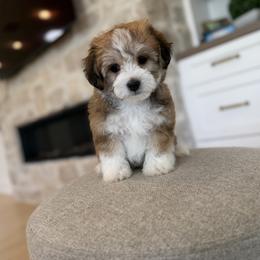 Bernedoodle, Cavapoo, Havanese, and Havapoo Puppies from Lady Paws Puppies - Cassie