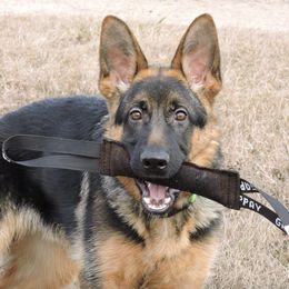 German Shepherds from Ragnarok Shepherds