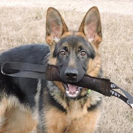 German Shepherds from Ragnarok Shepherds