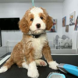 Gray-noodle - Red male Bernedoodle puppy in Yuciapa, California from AlltheDoodlez_