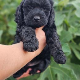 Anchor - Black male Cockapoo puppy in Indiahoma, Oklahoma from Phamily Doodles