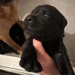 Boy 3 - Black Labrador Retriever puppy in Menomonee Falls, Wisconsin from Steppinstone Dog Training and Labradors/BC’s