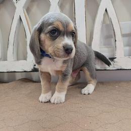 Blue - Blue tan and white male Beagle puppy in Henefer, Utah from Lazy G Kennels