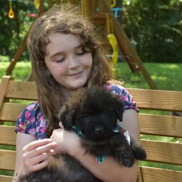 Boy 2 - male Bouvier des Flandres puppy in Marionville, Missouri from Sandbox Puppies