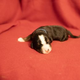 Polo - Black rust and white Bernese Mountain Dog puppy in Pisgah Forest, North Carolina from Holly Hill Berners