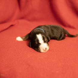 Polo - Black rust and white Bernese Mountain Dog puppy in Pisgah Forest, North Carolina from Holly Hill Berners