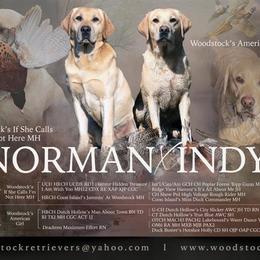 Labrador Retriever puppies from Woodstock Retrievers