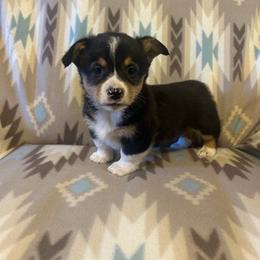 Onyx - male American Corgi puppy in Maupin, Oregon from Bailey Nannini