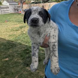 Hades (Lime Collar) - Blue male Australian Cattle Dog puppy in Ammon, Idaho from Piney River Cattle Dogs