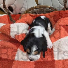 Misty (purple collar) - Black brown and white female Basset Hound puppy in Big Rapids, Michigan from Basket Hound Bassets
