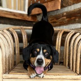 Entlebucher Mountain Dogs from Fabled Tails Entlebuchers
