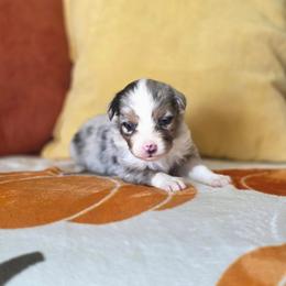 Ham - Blue merle male Miniature Australian Shepherd puppy in Killen, Alabama from Wilkers Wholehearted Mini Aussies