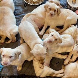 Dachshund and Labrador Retriever Puppies from Honeydew Ranch