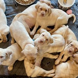 Dachshund and Labrador Retriever Puppies from Honeydew Ranch