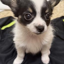Chase - Black and white male Chihuahua puppy in Amity, Pennsylvania from Rhoda and Verna