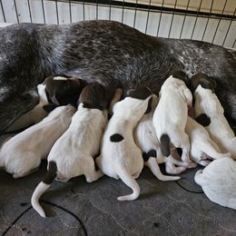 German Shorthaired Pointer Puppies from Parker's Pointers