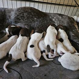 German Shorthaired Pointer Puppies from Parker's Pointers