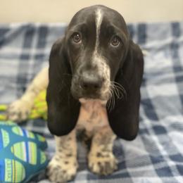 Stormy - Black and white female Basset Hound puppy in Remington, Virginia from Lotus Rose Basset hounds