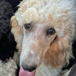 Dolly - Poodle