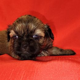 Shih Tzu Puppies from Juniverse Farm