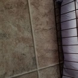 Chinese Crested and Manchester Terrier Puppies from Fantasy Kennels