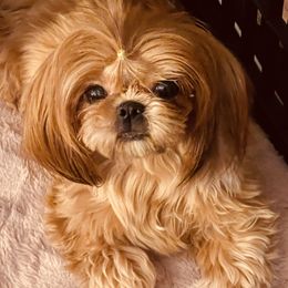 Cherry - Shih Tzu