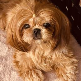 Cherry - Shih Tzu