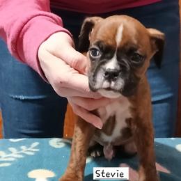 Stevie - Brindle male Boxer puppy in Cannon Falls, Minnesota from Pattys Boxers and Bulldogs