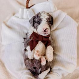 Zion - Merle male Bernedoodle puppy in Cold Spring, Minnesota from A.N.A. Doodles