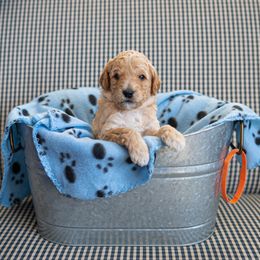 Goldendoodle Puppies from Hershey PAw Doodles