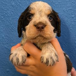 Duke - Liver white and roan male English Springer Spaniel puppy in Fort White, Florida from Thunderbird Springers
