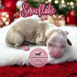 SNOWFLAKE - Cream female Dachshund puppy in Columbia, Louisiana from Diamond 5R Ranch AKC & CKC Miniature Dachshunds