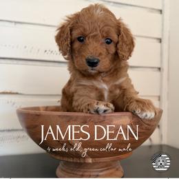 James Dean - Red  male Goldendoodle puppy in San Jose, California from Red White and Doodle