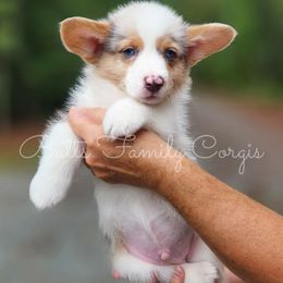 Hank Williams - American Corgi puppy in Cameron, North Carolina from Butts Family Corgis