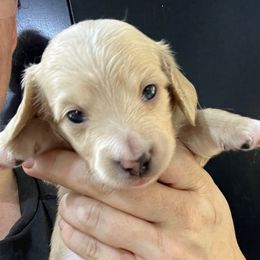 Medea - Cream female Dachshund puppy in Bigfork, Minnesota from Dachshunds Up North