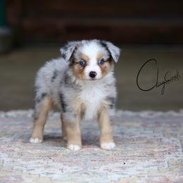 Dunkin - Blue merle male Miniature Australian Shepherd puppy in Prague, Oklahoma from Clay Creek Aussies
