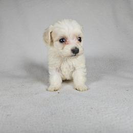 Blossom - Cream female Maltipoo puppy in Doerun, Georgia from Twig & Tail Puppies