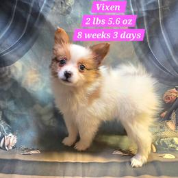Vixen - White female Companion Cross puppy in Davenport, Washington from Lovely Ladies and Little Asses Miniature Equines (L3A Pomeranians & Papillons)