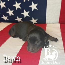 Dawn - Black and tan female Dachshund puppy in Lexington, Oklahoma from BooneDox Miniature Dachshunds
