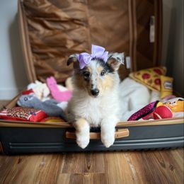 Rapunzel - Blue merle female Collie puppy in Chilhowie, Virginia from Jolly Collies & Kingdom Elite Yorkshire Terriers