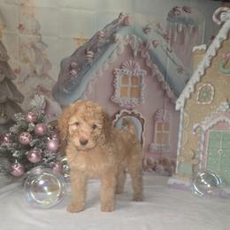 Orange girl - Apricot female Labradoodle puppy in El Paso, Texas from My Cuddly Doodles