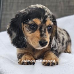 Ricky Bobby 3975 - Dapple male Dachshund puppy in Ben Wheeler, Texas from Anytime Dachshunds by D.B.