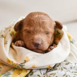 Bambi - Brown male Poodle puppy in Rochester, New York from Mellies Miniature Poodles