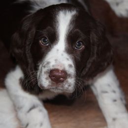 Sequel - English Springer Spaniel