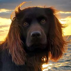 Boykin Spaniels from Red River Boykin Spaniels