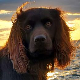 Boykin Spaniels from Red River Boykin Spaniels