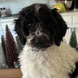 Boy 1 - Parti Goldendoodle puppy in Christiana, Tennessee from Rechlicz Family Doodles