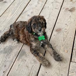 Emmy - Brindle female Poodle puppy in Readfield, Maine from Falling Star Poodles